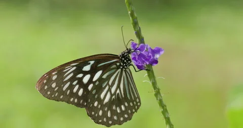 Light Blue Tiger butterfly feeding on a purple flower in bright midday sun Stock Footage 329149609