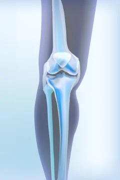 Light blue transparent view of bones the of knee Stock Illustration
