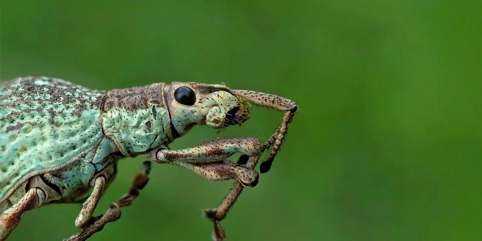 Light Blue Weevil Beetle Macro on Dry Branch with Green Background Foto stock