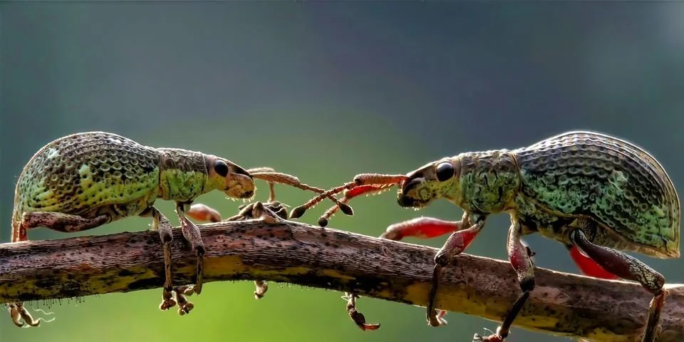 Light Blue Weevil Beetle Macro on Dry Branch with Green Background 写真素材