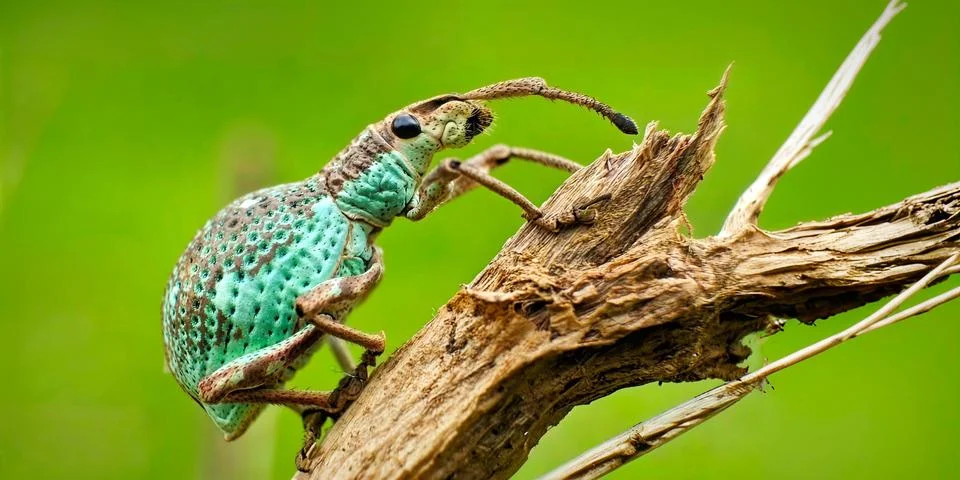 Light Blue Weevil Beetle Macro on Dry Branch with Green Background 스톡 사진