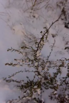 Light blurred background. Plants in the winter in the snow.Copy space. Stock Photos