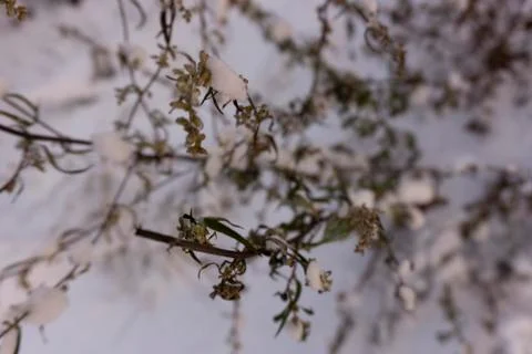 Light blurred background. Plants in the winter in the snow.Copy space. Stock Photos