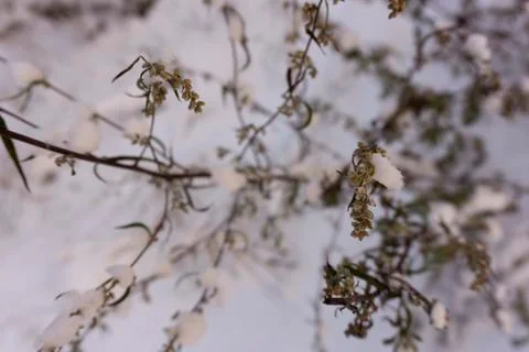 Light blurred background. Plants in the winter in the snow.Copy space. Stock Photos