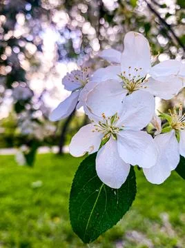 Light blurred background, spring bloom, spring time, White tender branch of a Stock Photos