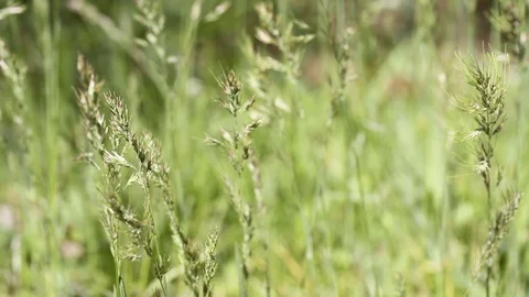 Light blurred nature with spicas background. Green grass in the wind. Stock Footage 106669638