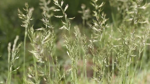 Light blurred nature with spicas background. Green grass in the wind Video stock 106669654