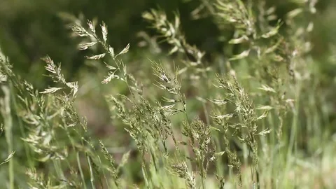Light blurred nature with spicas background. Green grass in the wind. Stock Footage 106669677