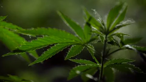 Light bokeh, openwork leaf of hemp bush.A green, large sheet of cannabis. Stock Photos