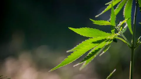 Light bokeh, openwork leaf of hemp bush.Openwork sheet of hemp. Stock Photos