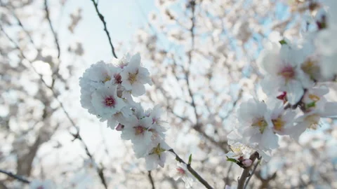 The Light In The Branches Of The Tree Stock Footage 274368331