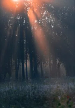 Light Breaking Through the Forest Silence Stock Photos