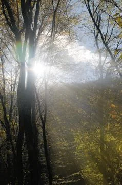 Light breaking through tree branches.Azerbaijan.Caucasus Stock Photos