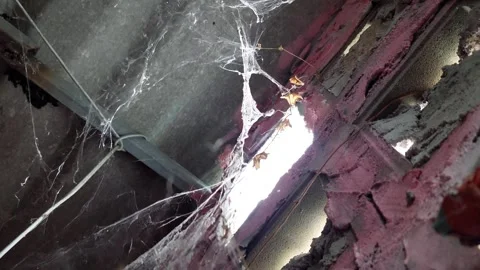 Light breaks through the cobwebs Stock Footage 266400550