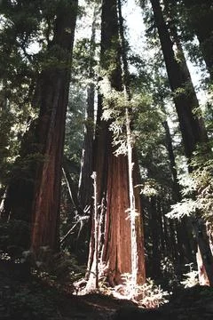 Light Breaks Through the Redwoods Stock Photos