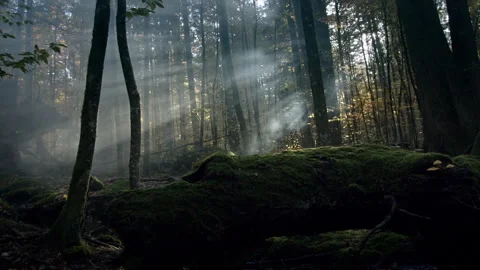 Light breaks through trees in Bavarian Forest National Park during day Stock Footage 325621050