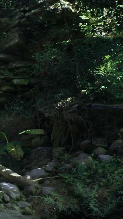 Light breaks through trees in a forest stream surrounded by rocks and plants Stock Footage 331637154