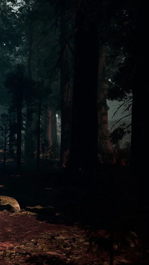 Light breaks through trees in forest at dawn near quiet path Stock Footage 340637873