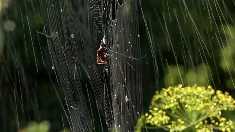 A light breath of wind sways the web.Spider in the morning sun. Stock Footage 117974073