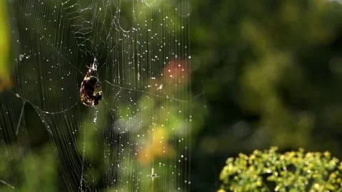 A light breath of wind sways the web.Spider in the morning sun. Stock Footage 117974076