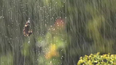 A light breath of wind sways the web.Spider in the morning sun. Stock Footage 117974079