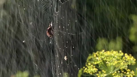 A light breath of wind sways the web.Spider in the morning sun. Stock Footage 117974083