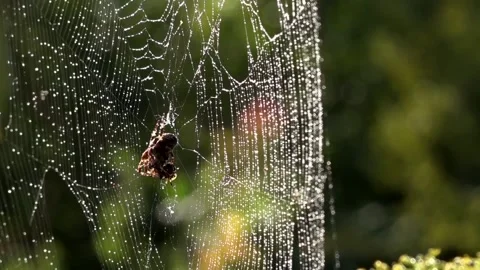 A light breath of wind sways the web.Spider in the morning sun. Stock Footage 117974088