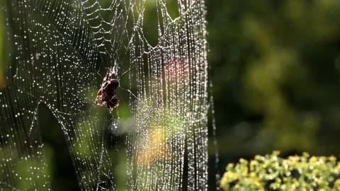 A light breath of wind sways the web.Spider in the morning sun. Stock Footage 117974094