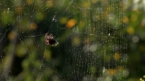 A light breath of wind sways the web.Spider in the morning sun. Stock Footage 117974095