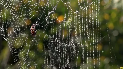 A light breath of wind sways the web.Spider in the morning sun. Stock Footage 118200940