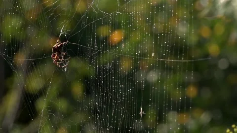 A light breath of wind sways the web.Spider in the morning sun. Stock Footage 118430805