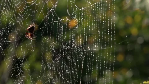A light breath of wind sways the web.Spider in the morning sun. Stock Footage 118430817
