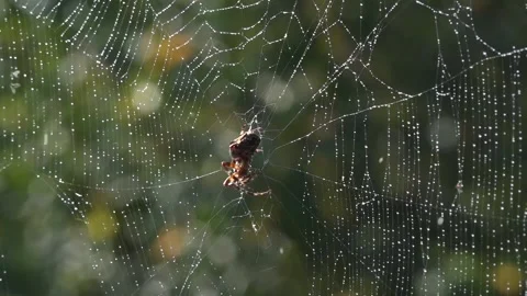 A light breath of wind sways the web.Spider in the morning sun. Stock Footage 118430832