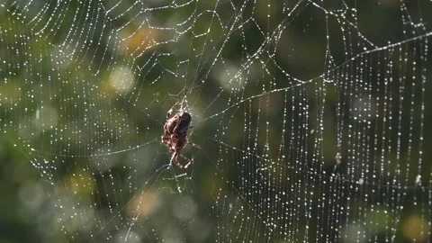 A light breath of wind sways the web.Spider in the morning sun. Stock Footage 118430925