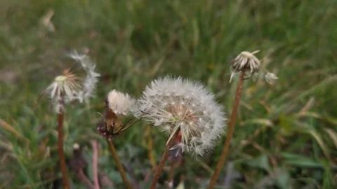 A light breeze across a meadow of flowers Stock Footage 318320149