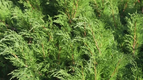 Light breeze blowing to thuja tree and swaying green branches. Stock Footage 149578636