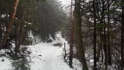 Light Breeze Blows Through Snowy Foggy Woods Stock Footage 265112032
