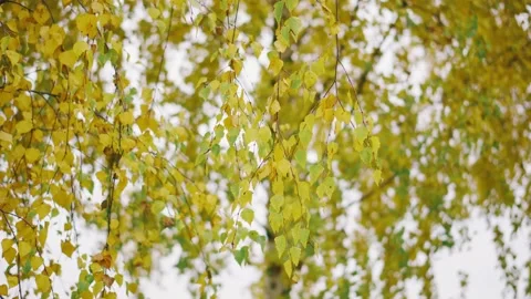 A light breeze blows on a tree with yellow autumn leaves. Warm autumn weather 스톡 동영상 143731947