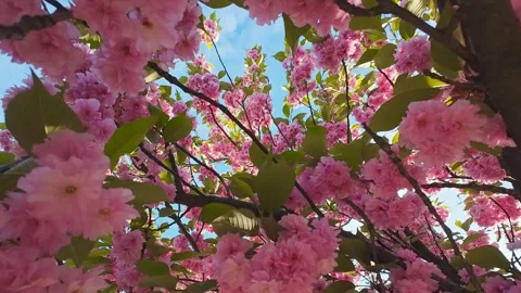 A light breeze gently sways the branches against a clear blue sky. Stock-Footage 337938960