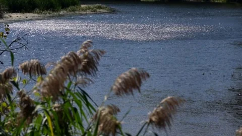 Light breeze from a gust of wind sparkles on the surface of the river Stock Footage 306550775