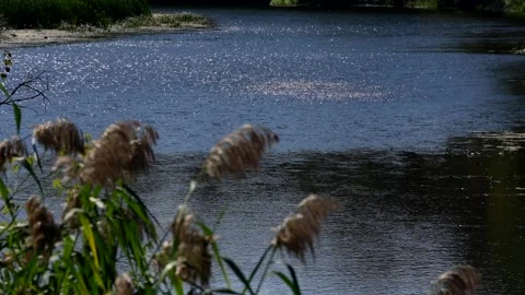 Light breeze from a gust of wind sparkles on the surface of the river Stock Footage 306550796