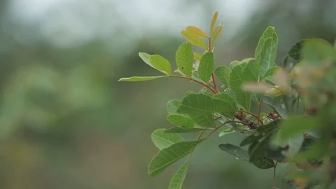 Light breeze in the leafs Video stock 128093775