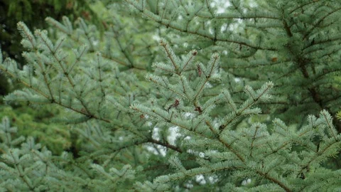 Light Breeze Moving Pine Tree Branches Stock Footage 91712499