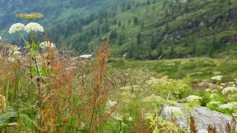 Light breeze over a grassy valley flowering in spring Stock Footage 219409547