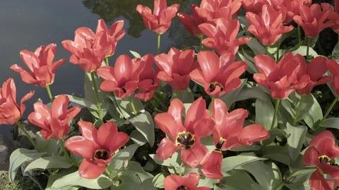 Light breeze on red flower tulip Stock Footage