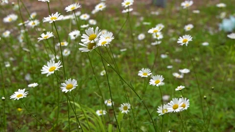 A Light Breeze Ruffles Chamomiles in the Meadow on a Summer Day Stock Footage 210500674