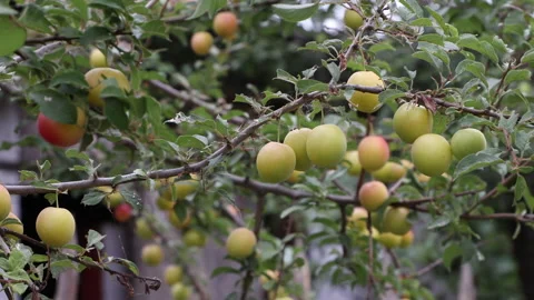 A Light Breeze Shakes A Branch Of A Tree With The Red-Yellow Fruits Of A Cherry  Stock Footage 213030047