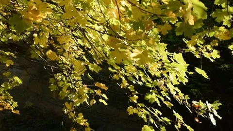 A light breeze stirs the yellow maple leaves. Stock Footage 152277034