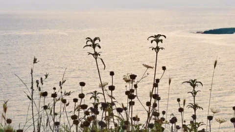 A light breeze sways the grass against the sea at sunset. Stock Footage 137044121