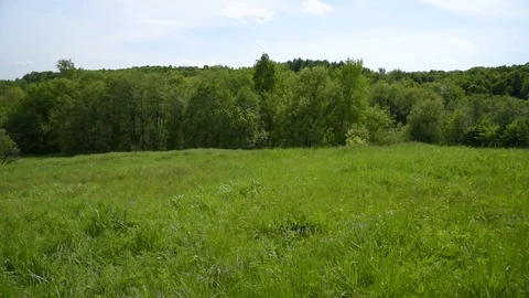 A light breeze sways the grass in a meadow near the forest. Stock Footage 109591934